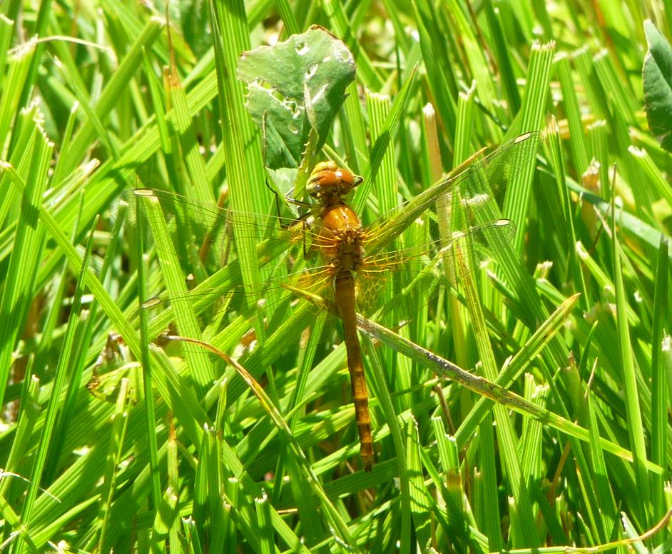 Orthetrum brunneum? - Sympetrum flaveolum (Maschio imm.)